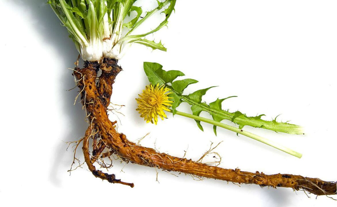 dandelion root for the treatment of cervical osteochondrosis